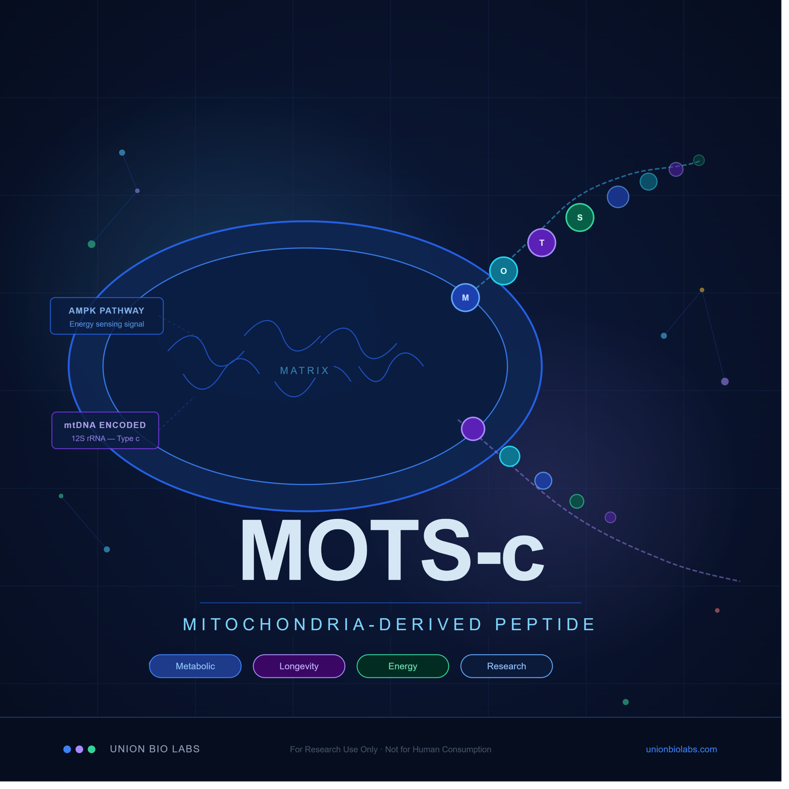 MOTS-c Peptide Benefits, Dosage & Where to Buy Union Bio Labs